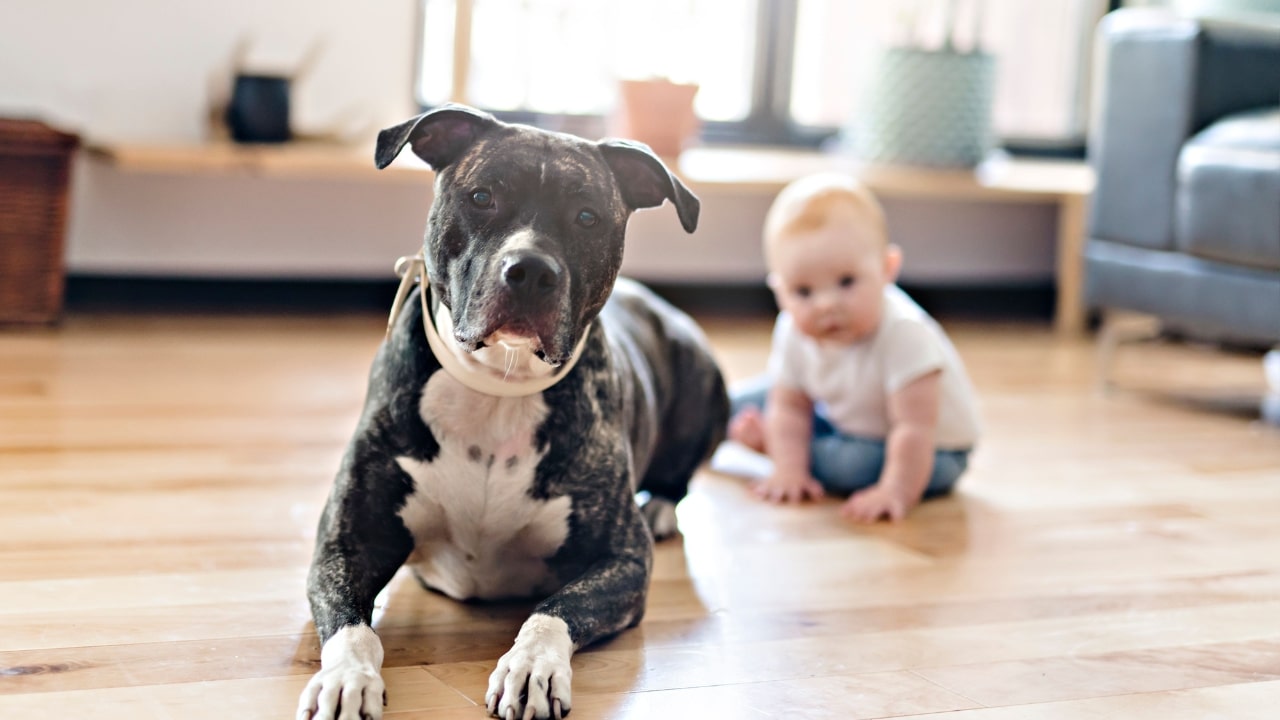 Jak zadbać o dobrą relację psa z dzieckiem?
