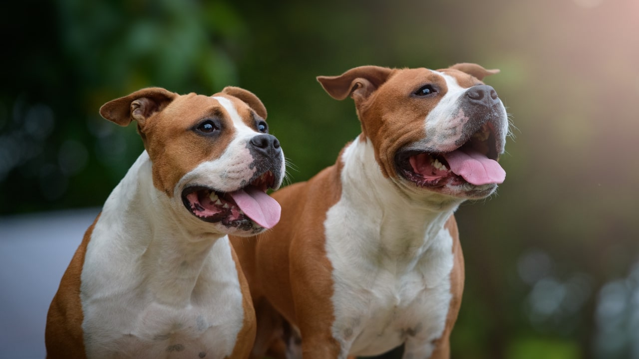 Psie przyjaźnie, interakcje na psich wybiegach i w parkach