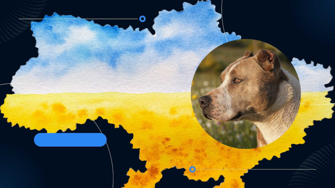 Jak pomóc psom z Ukrainy w obliczu wojny?